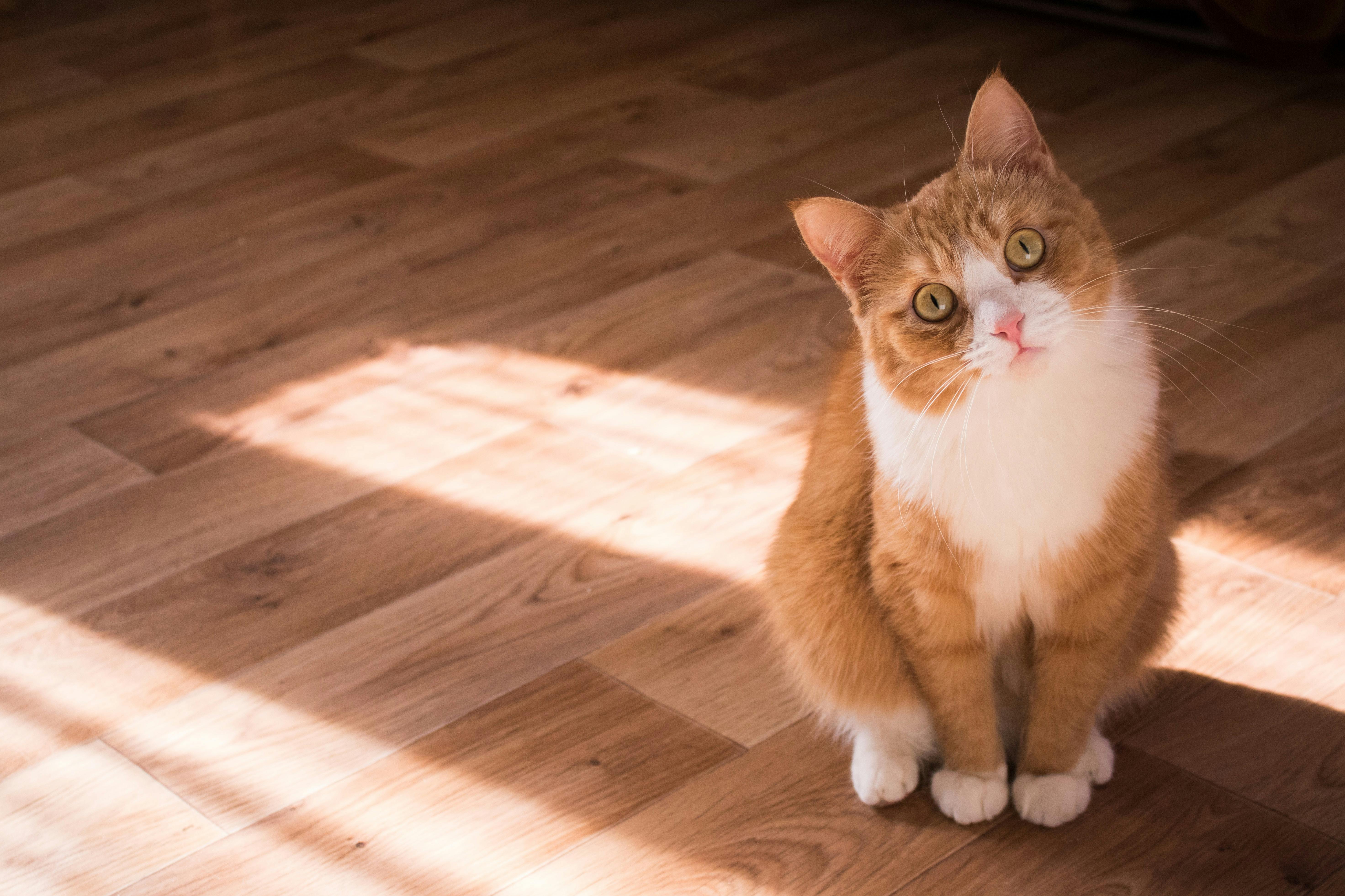 Orange and white cat sitting in a sun patch on a hardwood floor.