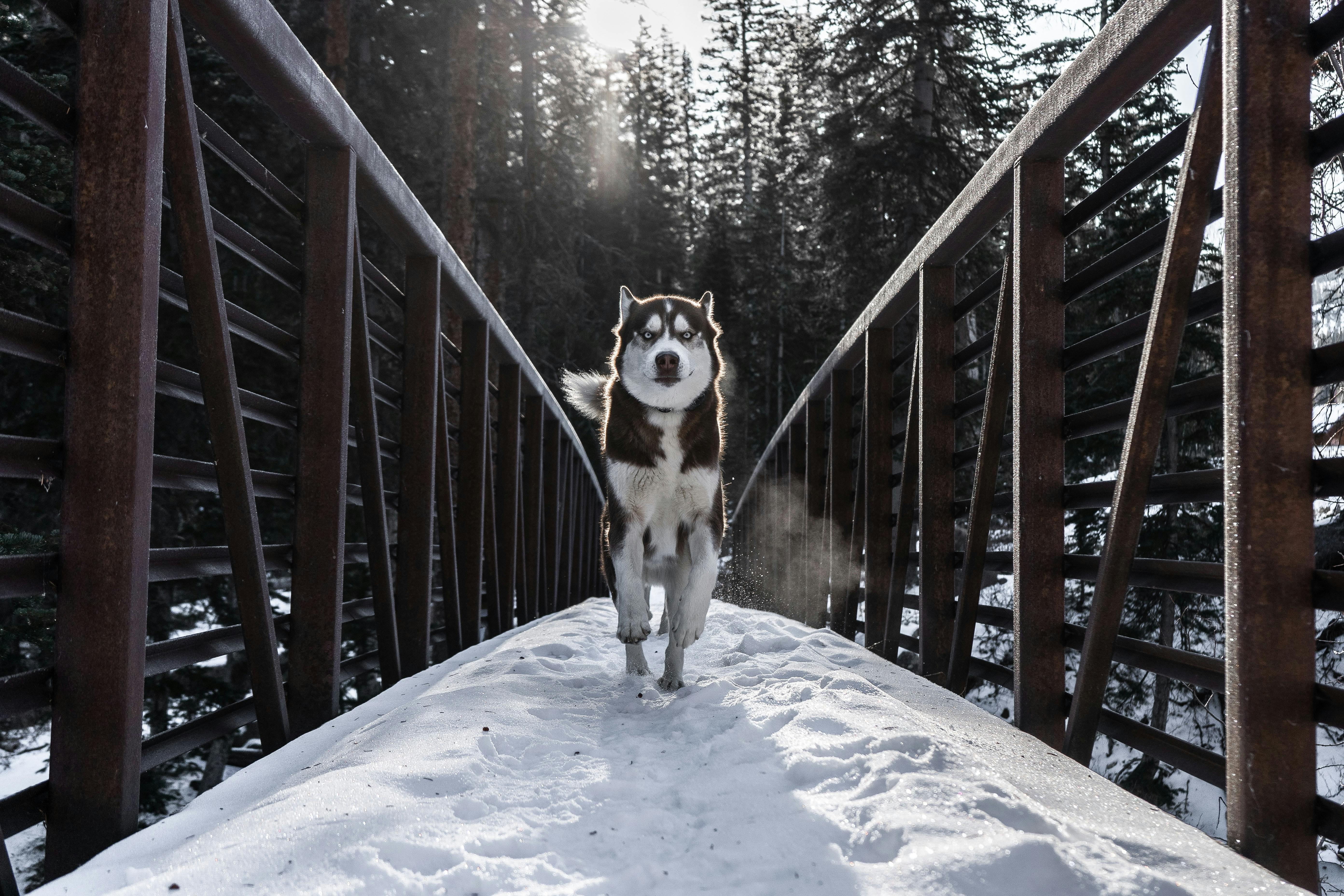 Siberian Husky on a snow-covered bridge.
