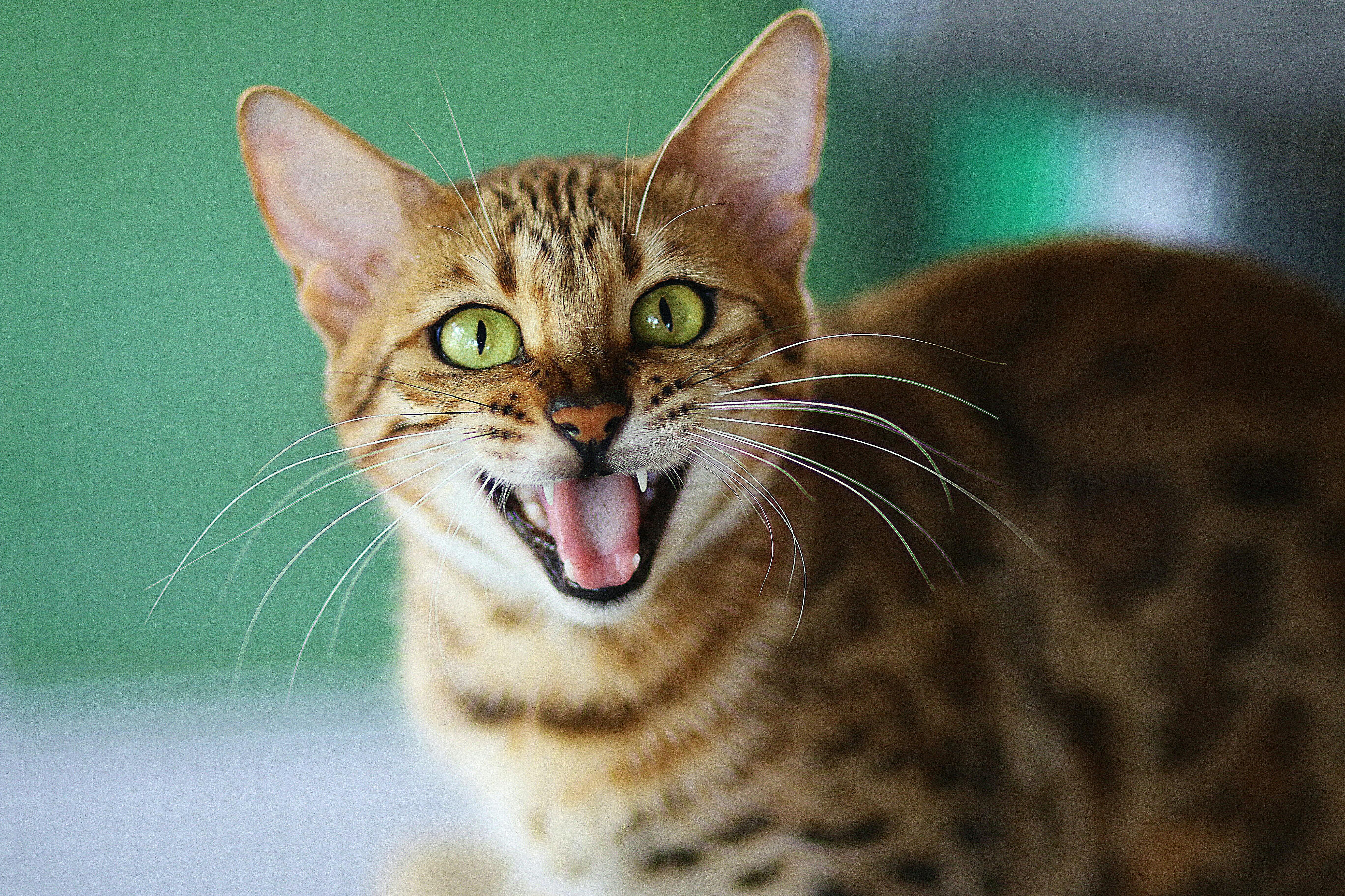 Cat presenting a defensive reaction as it is showing its teeth 