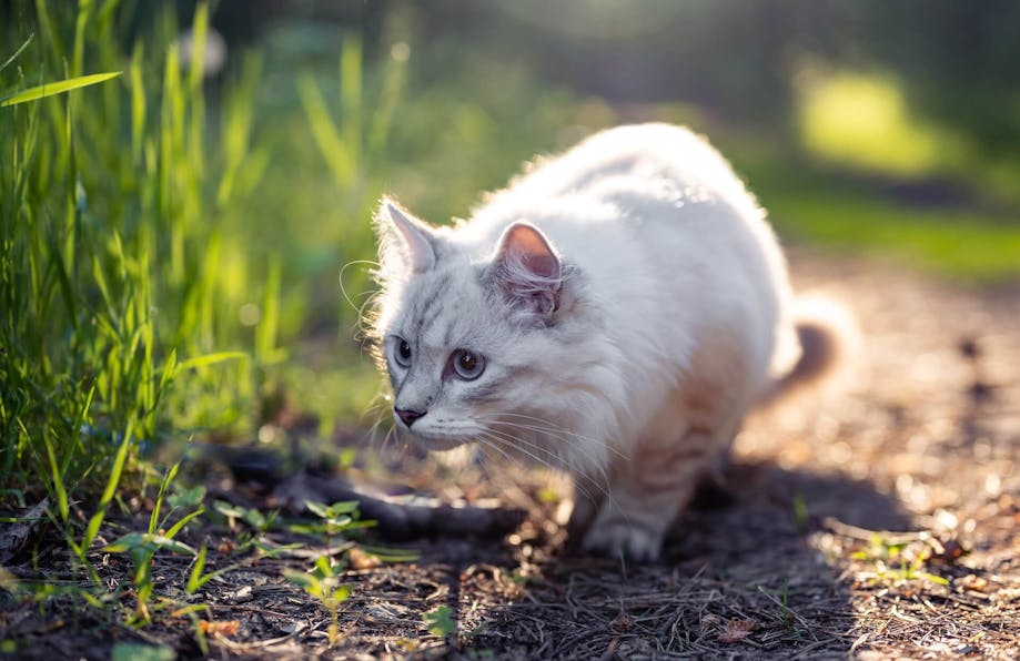 White cat crouching while hunting