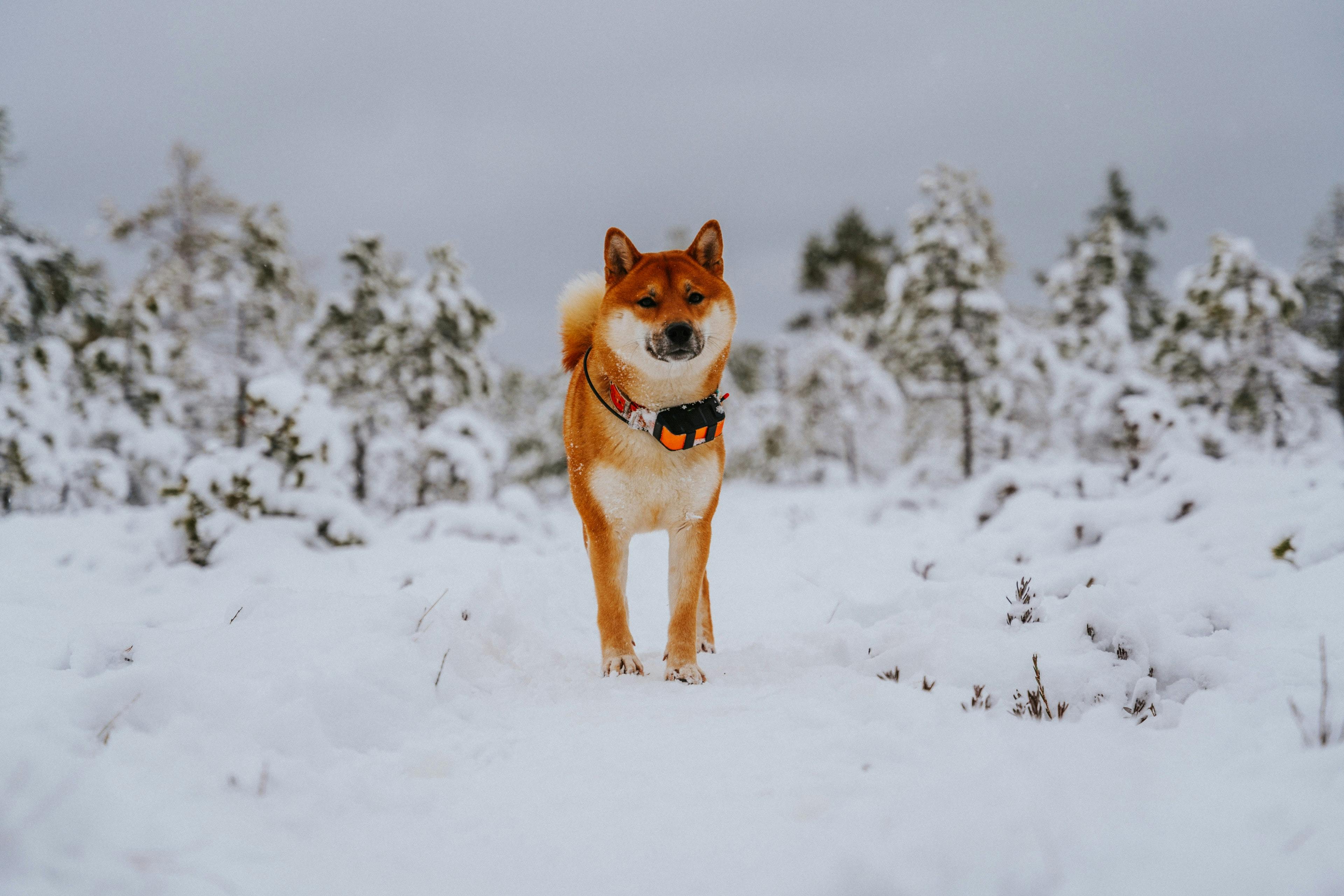 Akita in the snow.