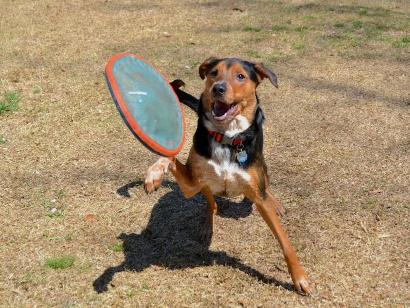 Dog playing outdoor games