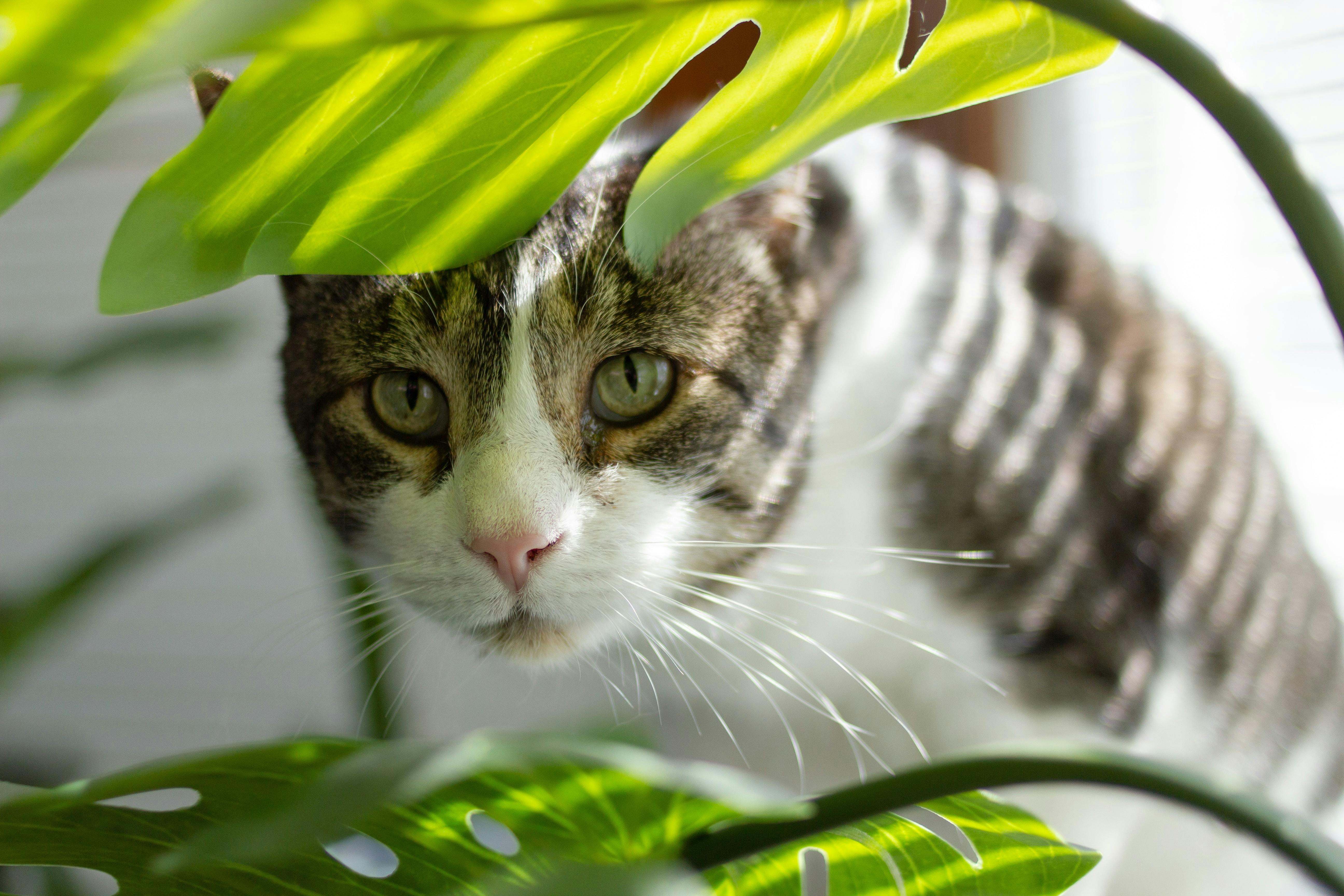 Cat hiding behind plants