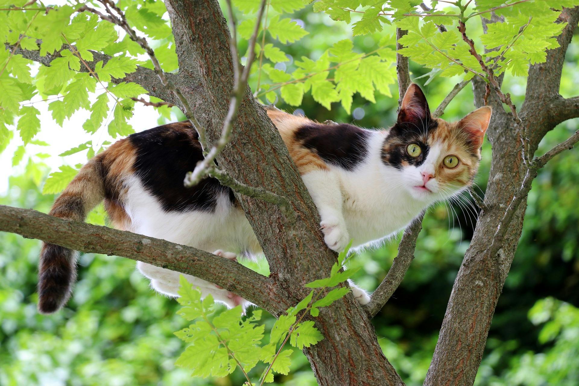 Calico cat perched in a tree.