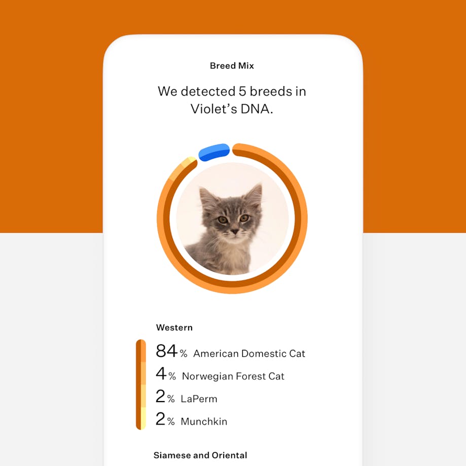 Wisdom Panel™ cat DNA test breed results