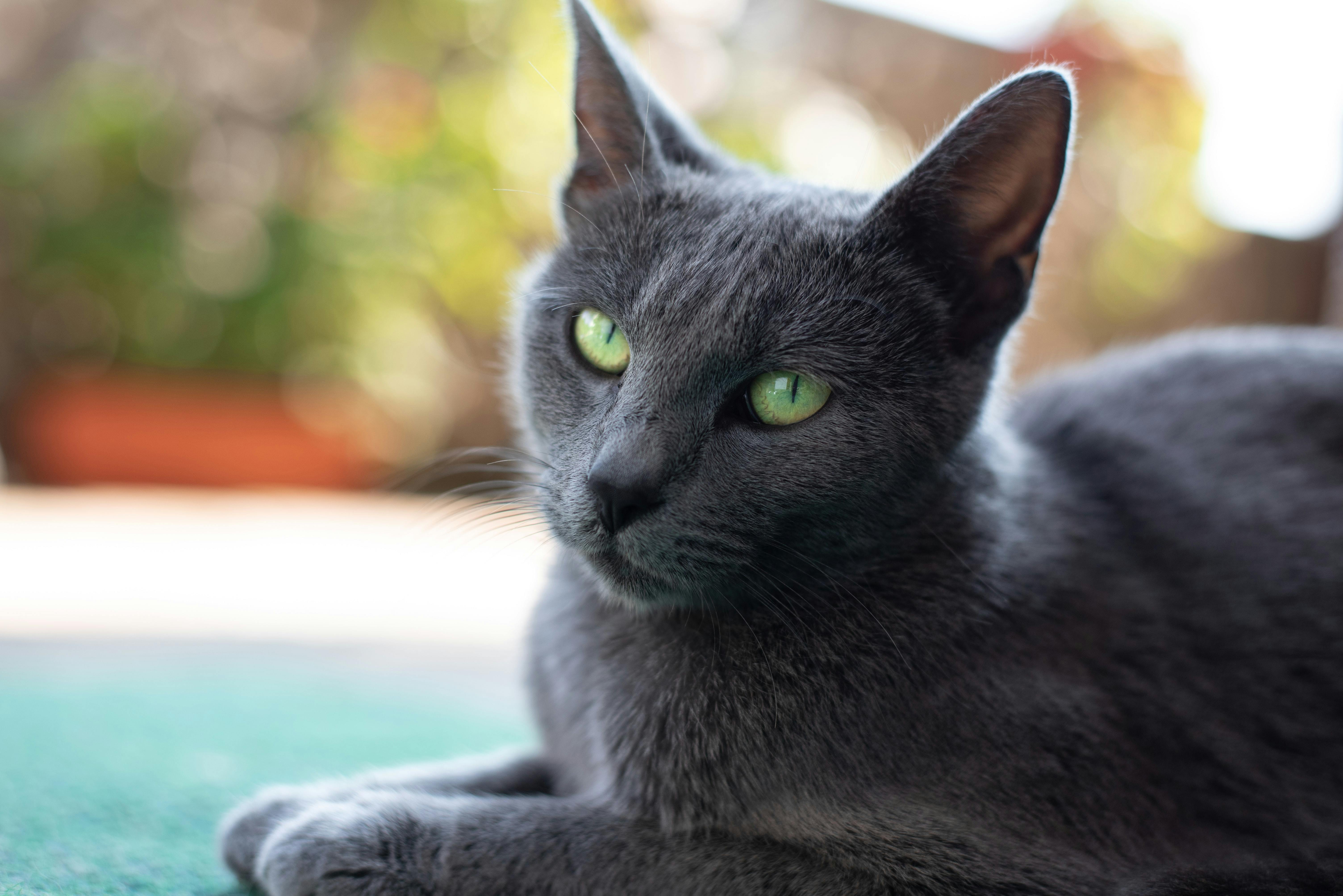 Grey cat with green eyes lying outside.