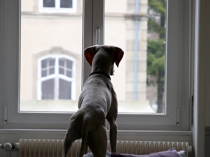 Dog standing on couch to look out of a window