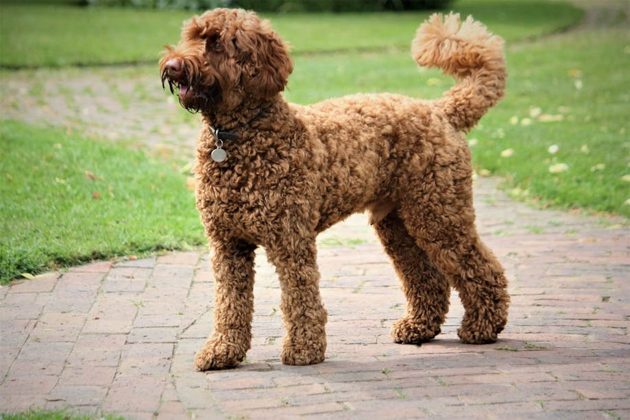 Labradoodle standing in the yard