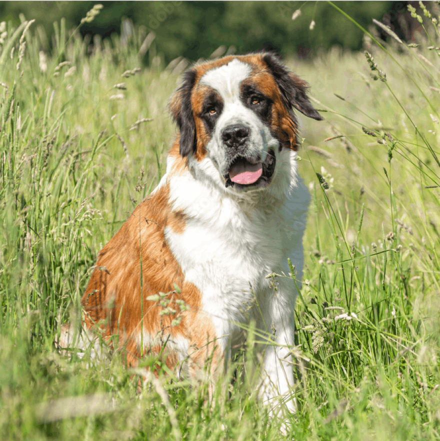 Saint Bernard sitting in a field