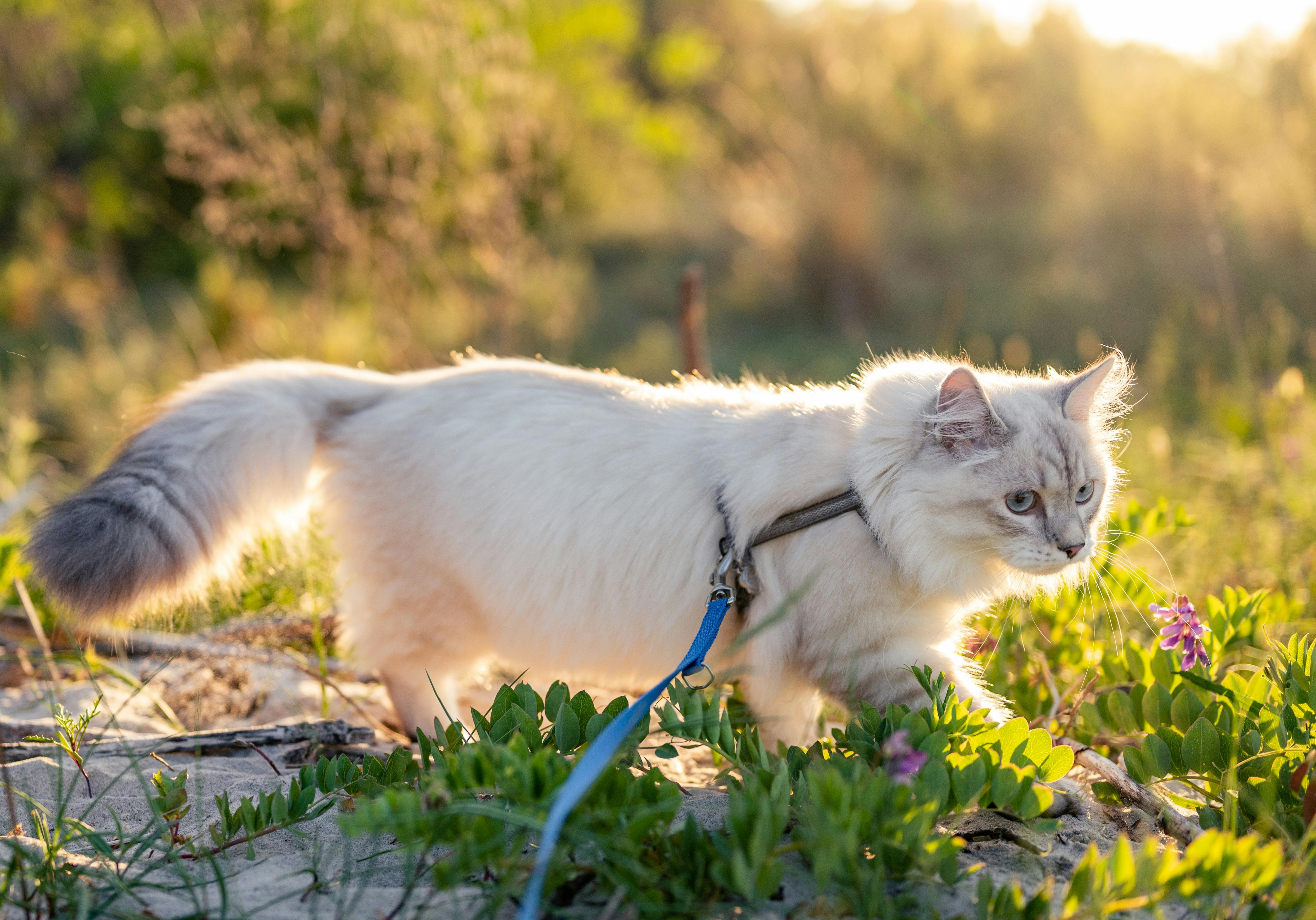 Cat on a leash enjoying a sunny outdoor walk at the park