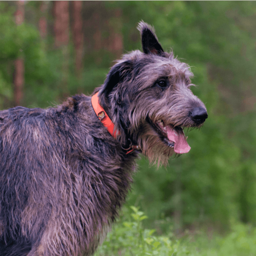 Irish Wolfhound stands in a forest