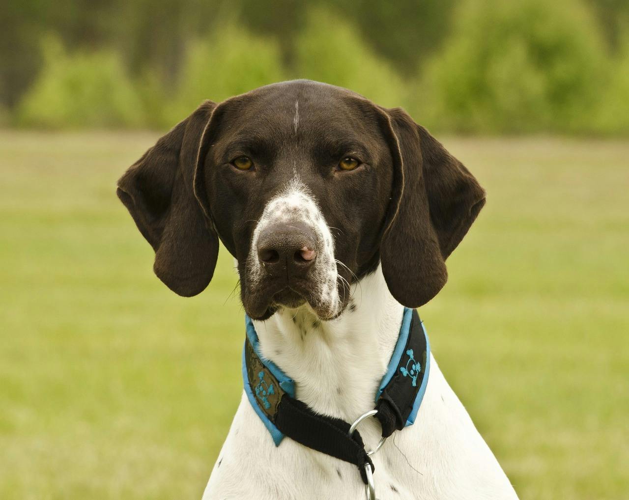 German Shorthaired Pointer sitting outside.