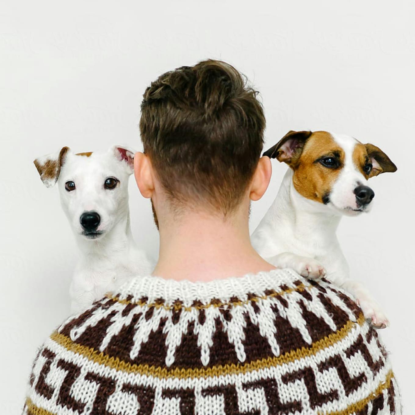 Back view of man with two puppies