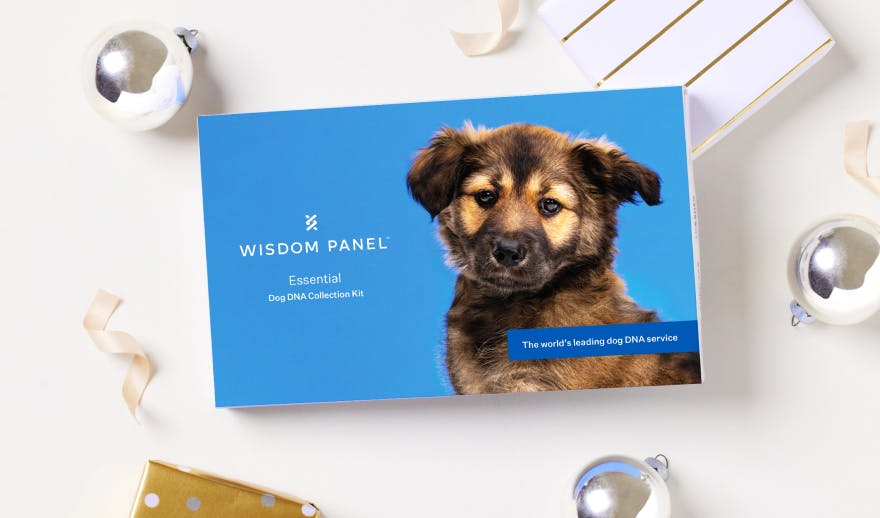 Wisdom Panel Essential dog DNA test collection kit
