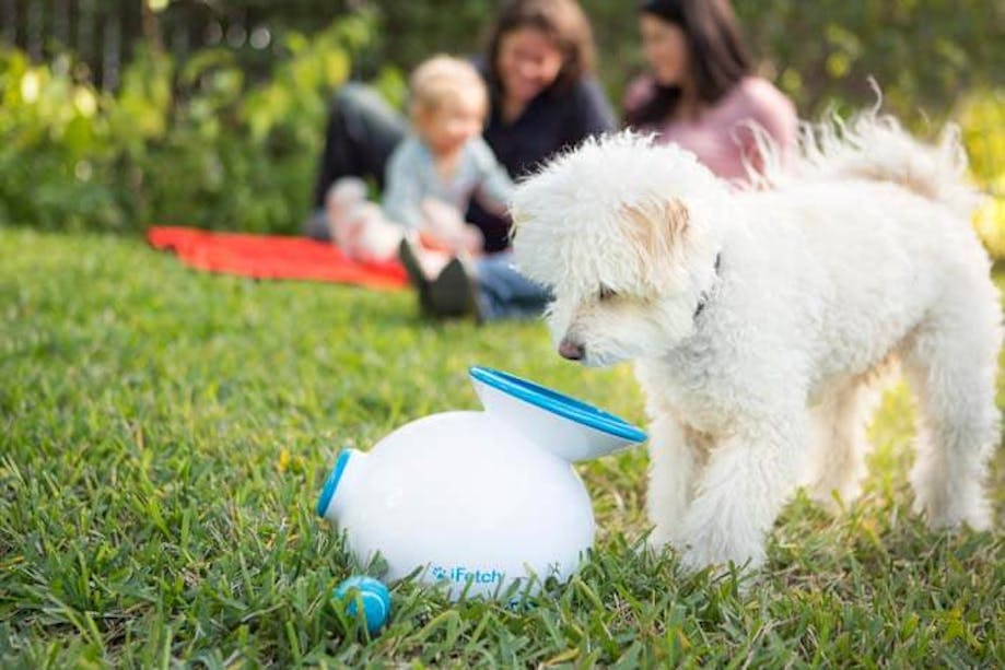 White dog inspecting iFetch automatic ball launcher