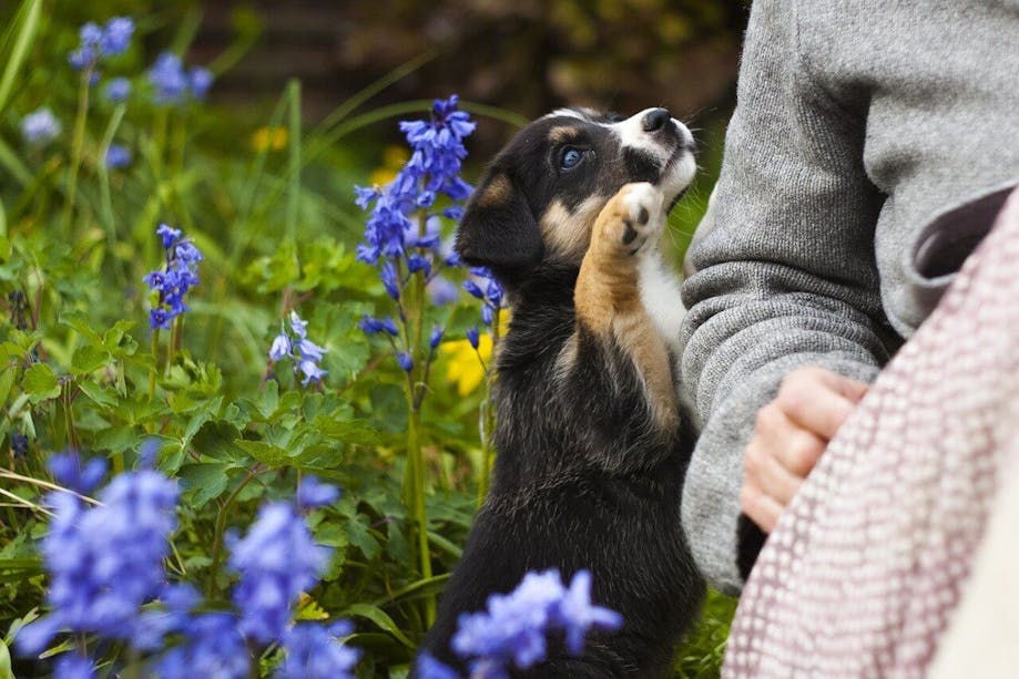Puppy exploring the outdoors with owner