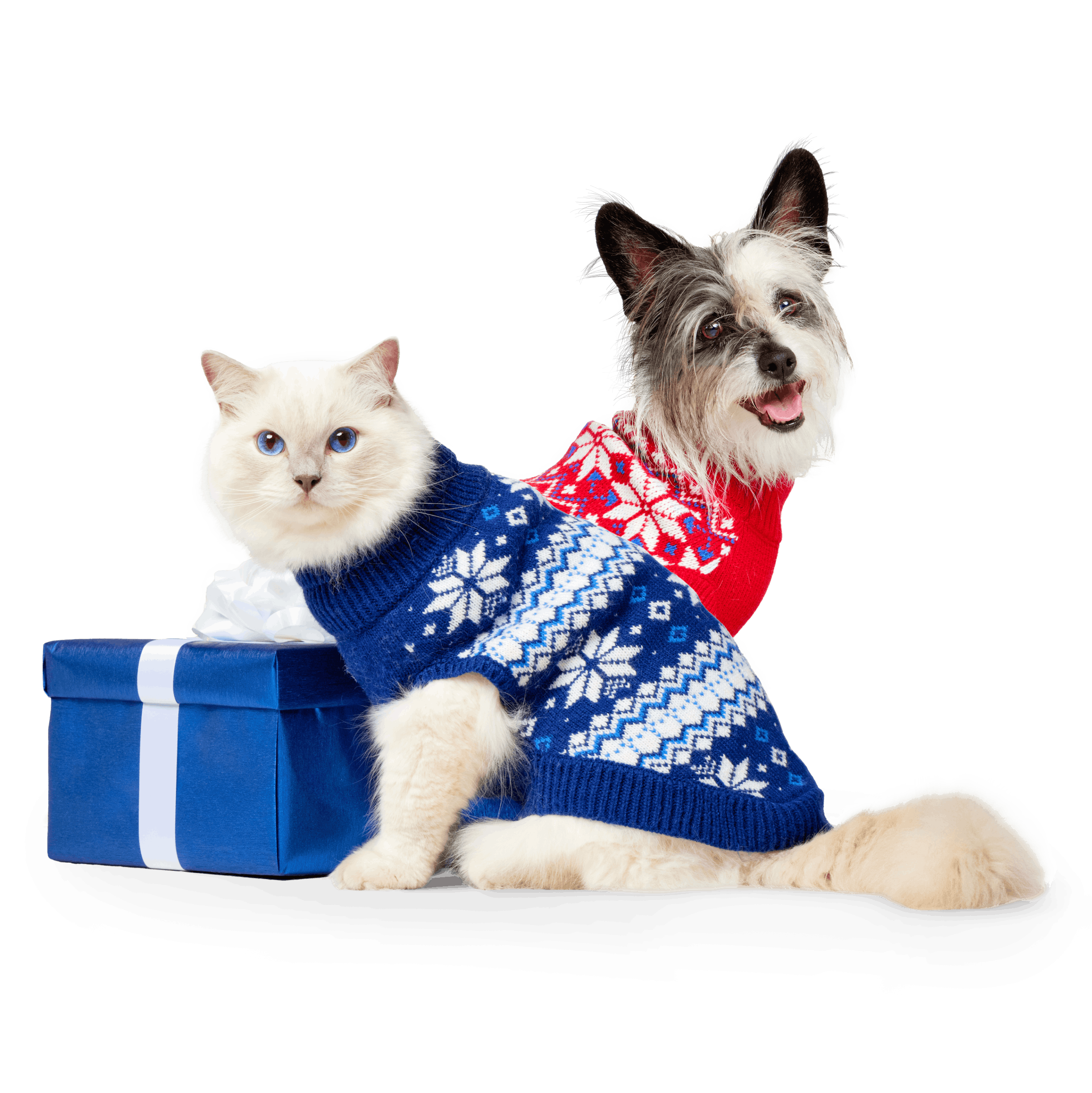 A dog and a cat in holiday sweaters next to a wrapped gift
