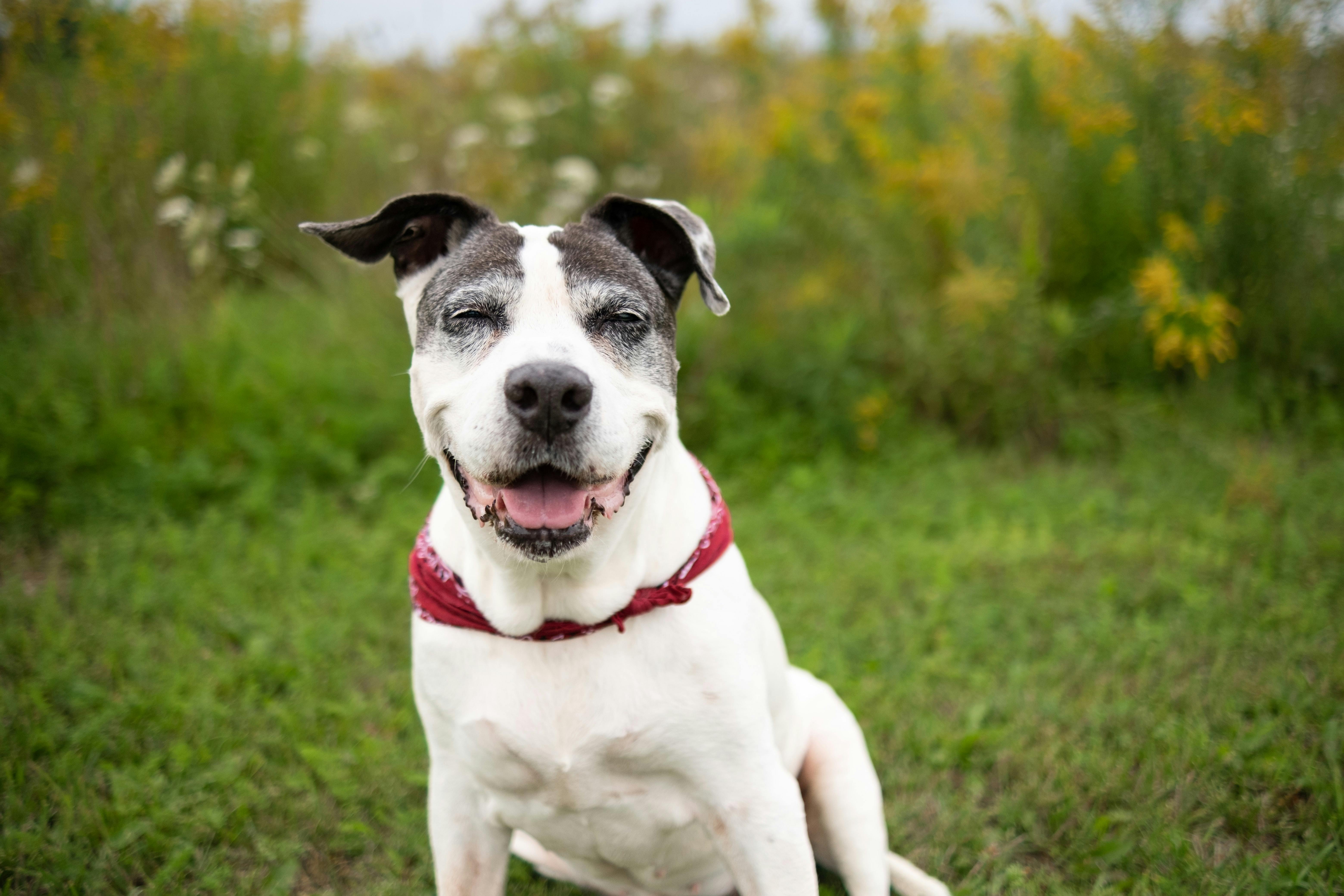 Senior dog smiling in the grass.