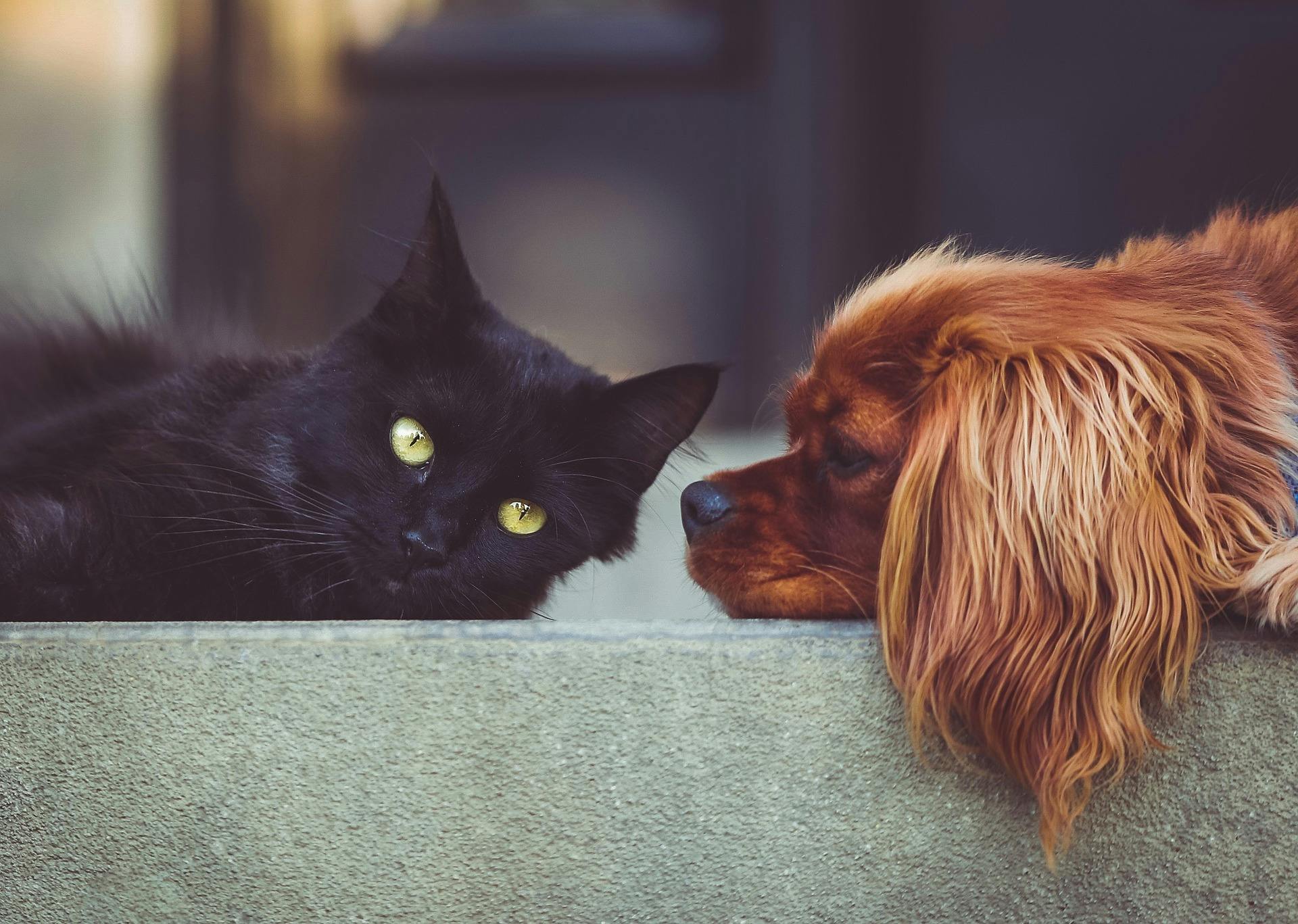 Black cat lying on its side with a brown dog lying next to it looking at it.
