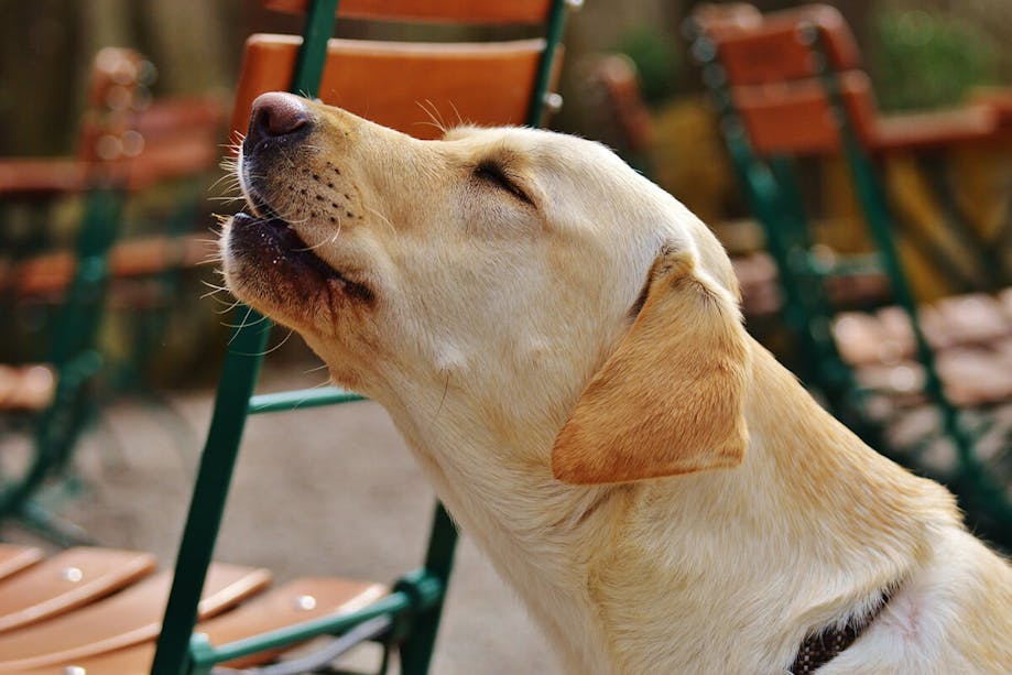 Close up of dog howling