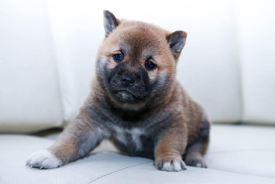 Fluffy puppy sitting on a white couch