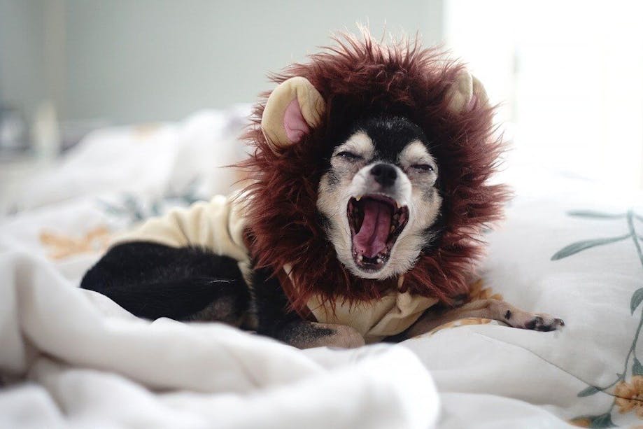 Chihuahua showing teeth