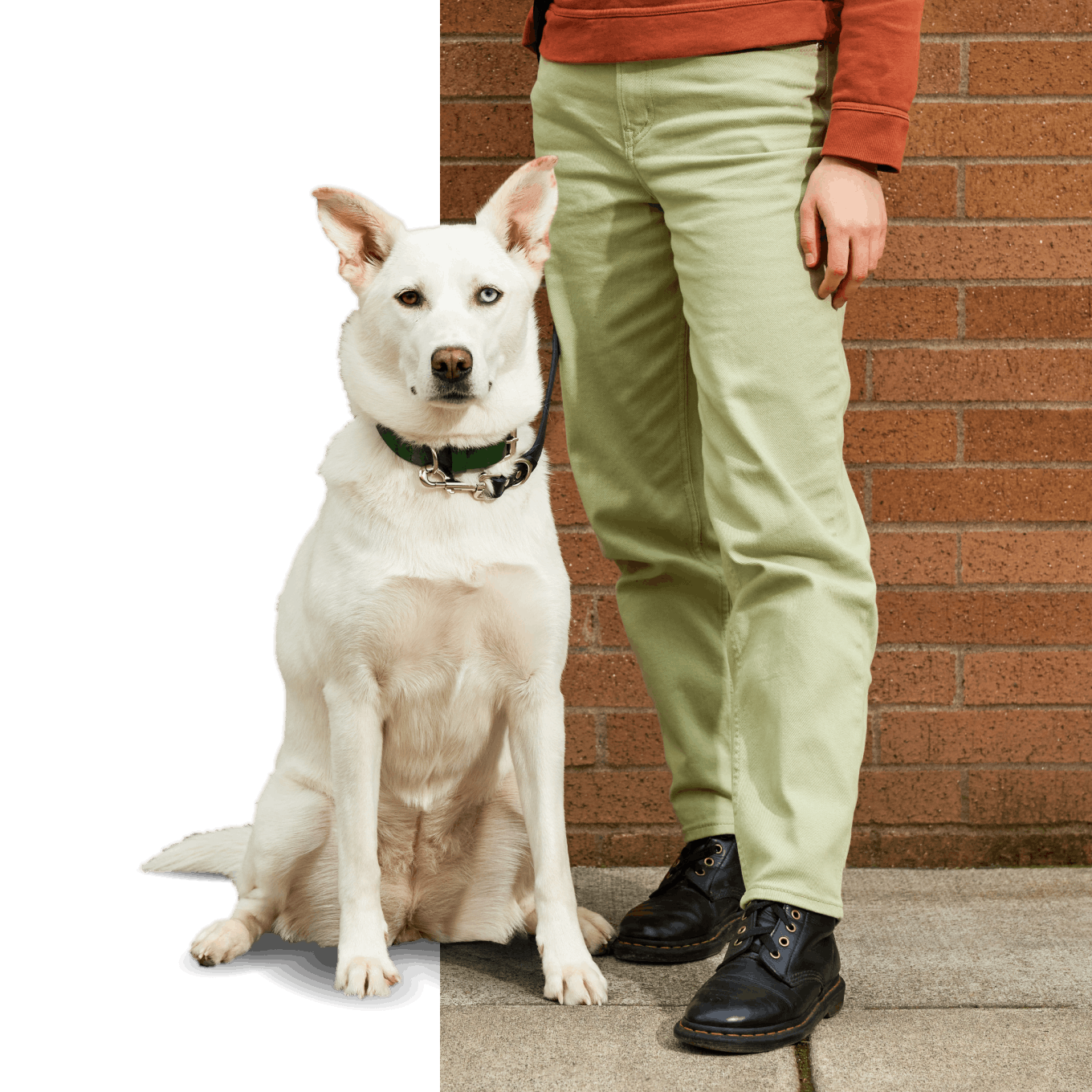 A white dog stands next to a person and looks at camera.