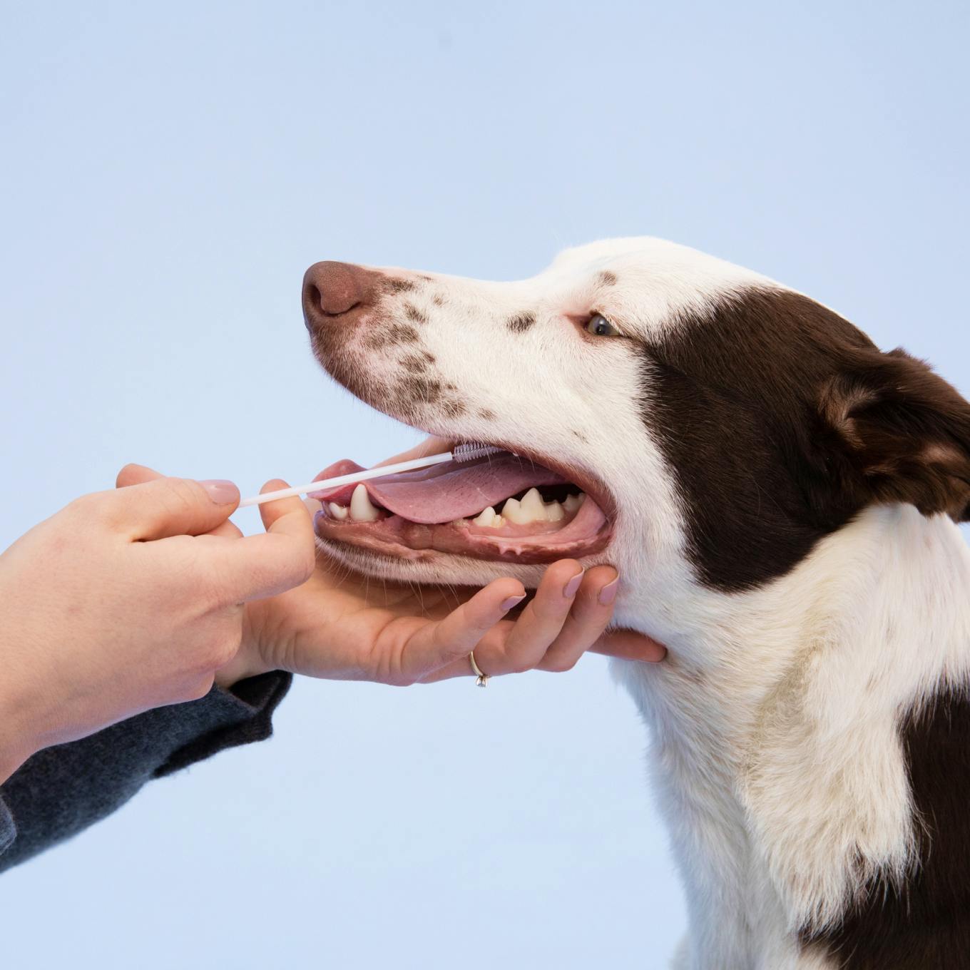 Wisdom Panel Essential test ADN pour Chien