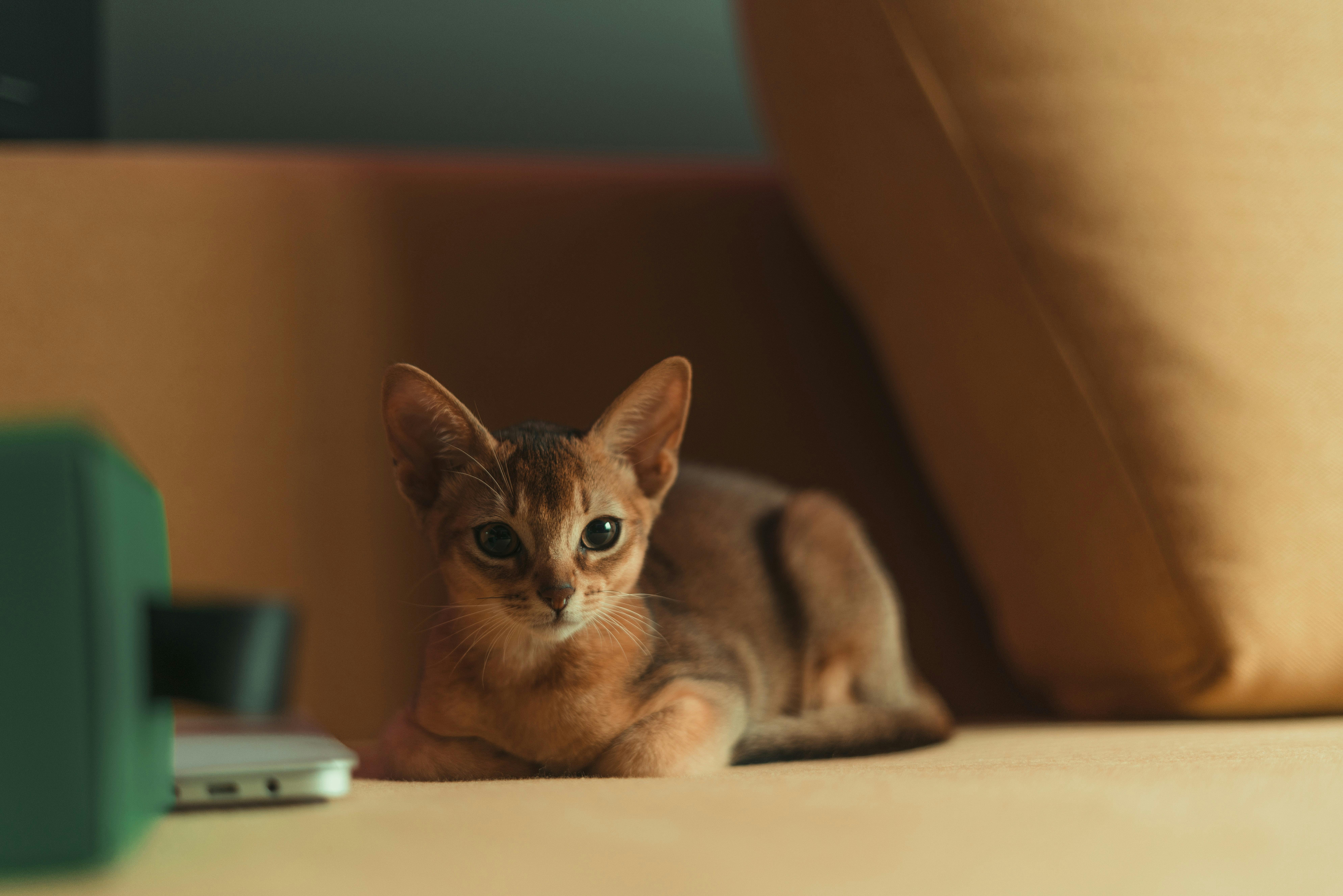 Abyssinian cat sitting on a couch.