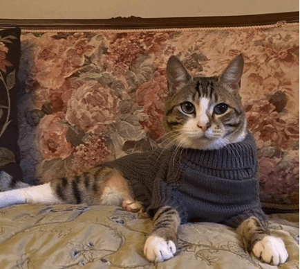Cat on the couch wearing a sweater