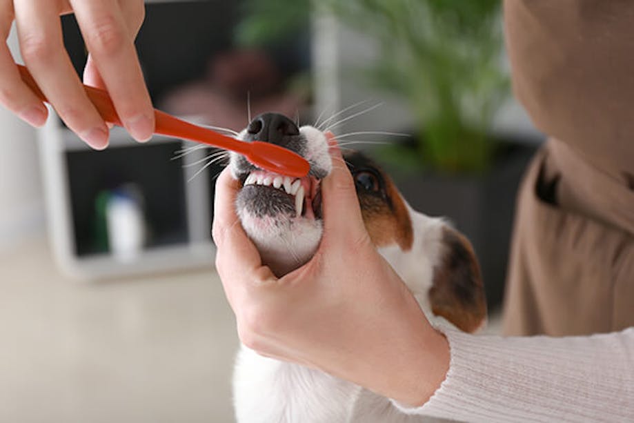 Owner brushing dog's teeth