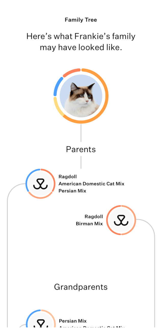Cat DNA test family tree