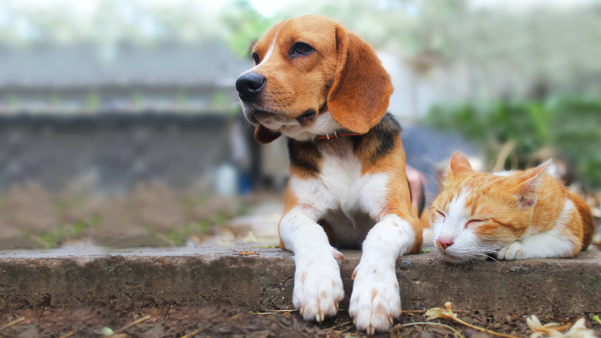 How life for dogs and cats has changed in the last decade [infographic]