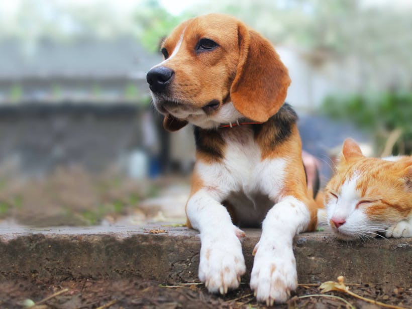 How life for dogs and cats has changed in the last decade [infographic]
