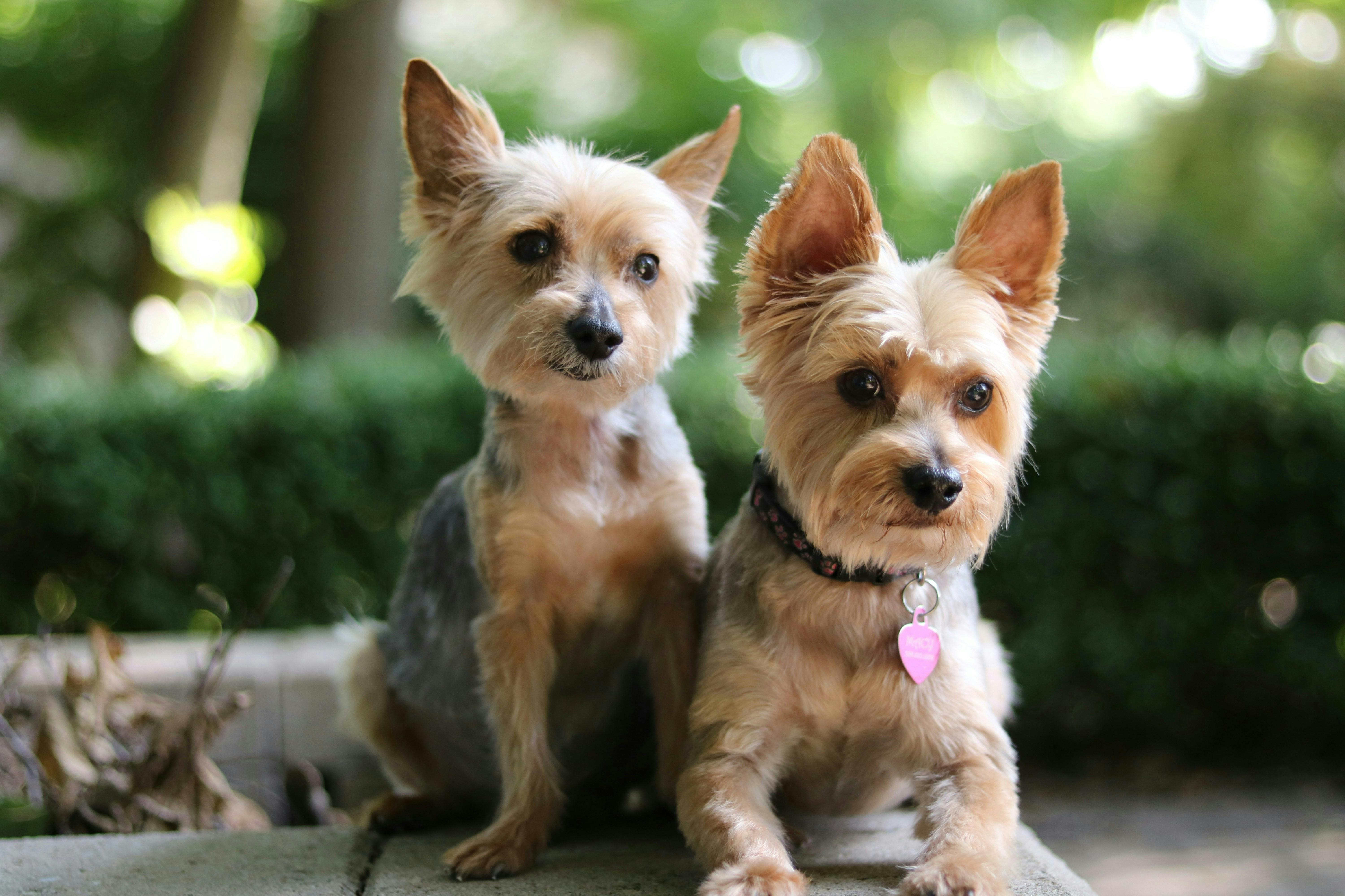 Two Yorkshire Terriers sitting outside.