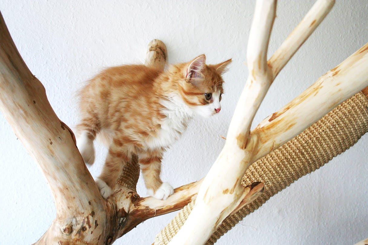 Orange and white cat climbing a cat scratching post.