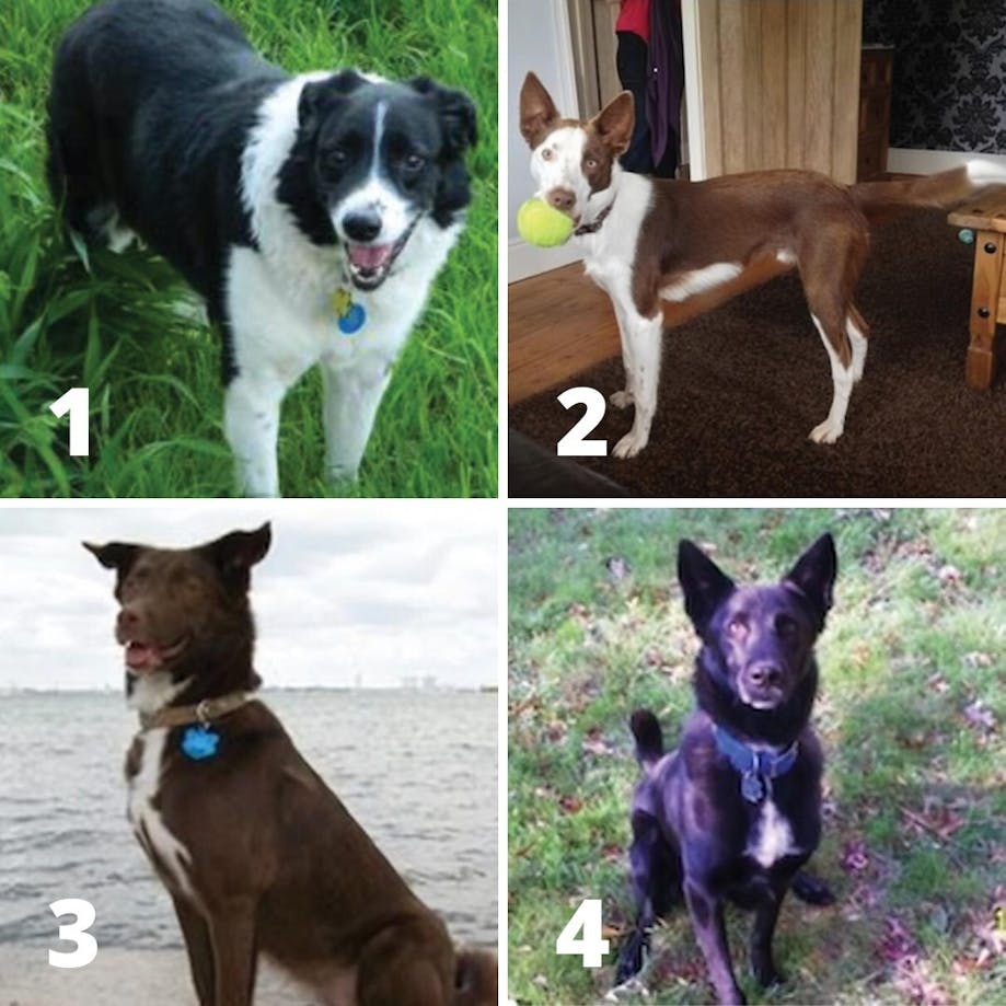 Border Collie Facts - Wisdom Panel™ Dog Breeds