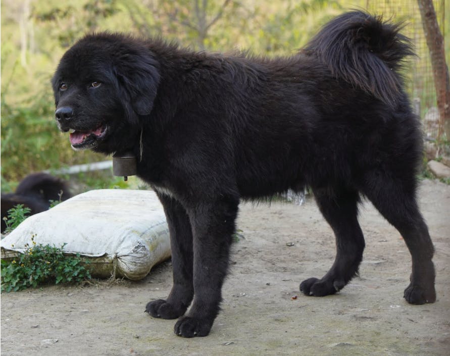 himalayan dog breeds