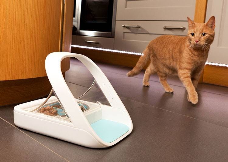 Cat walking by a pet feeder