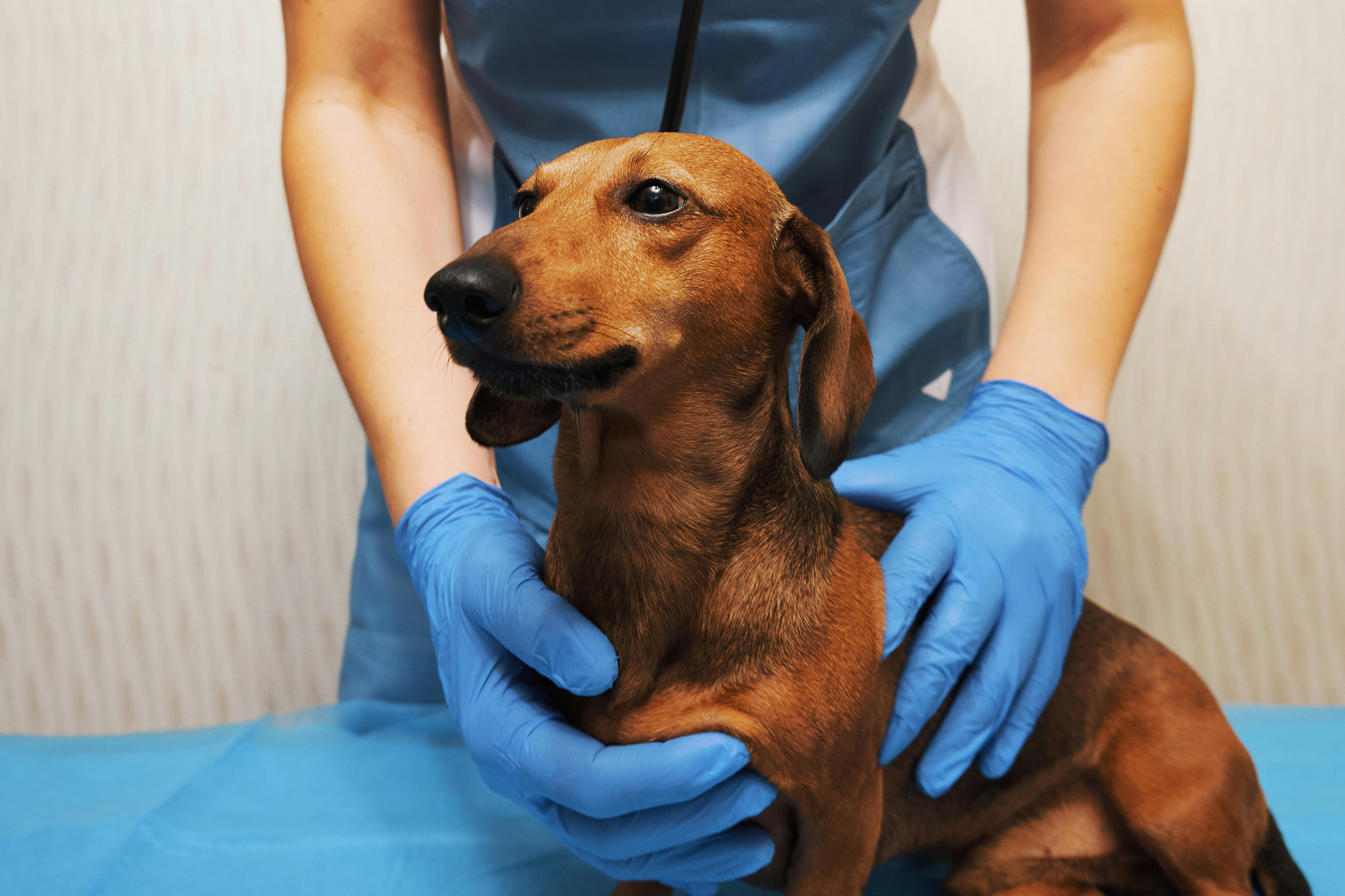 Dachshund being examined at a veterinary clinic.