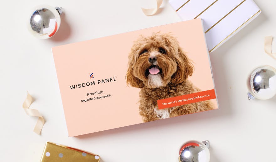 Wisdom Panel Premium dog DNA test collection kit