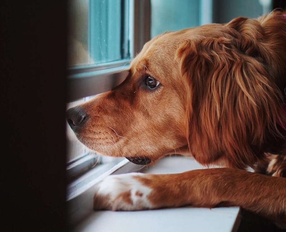 Dog sniffing out an open window