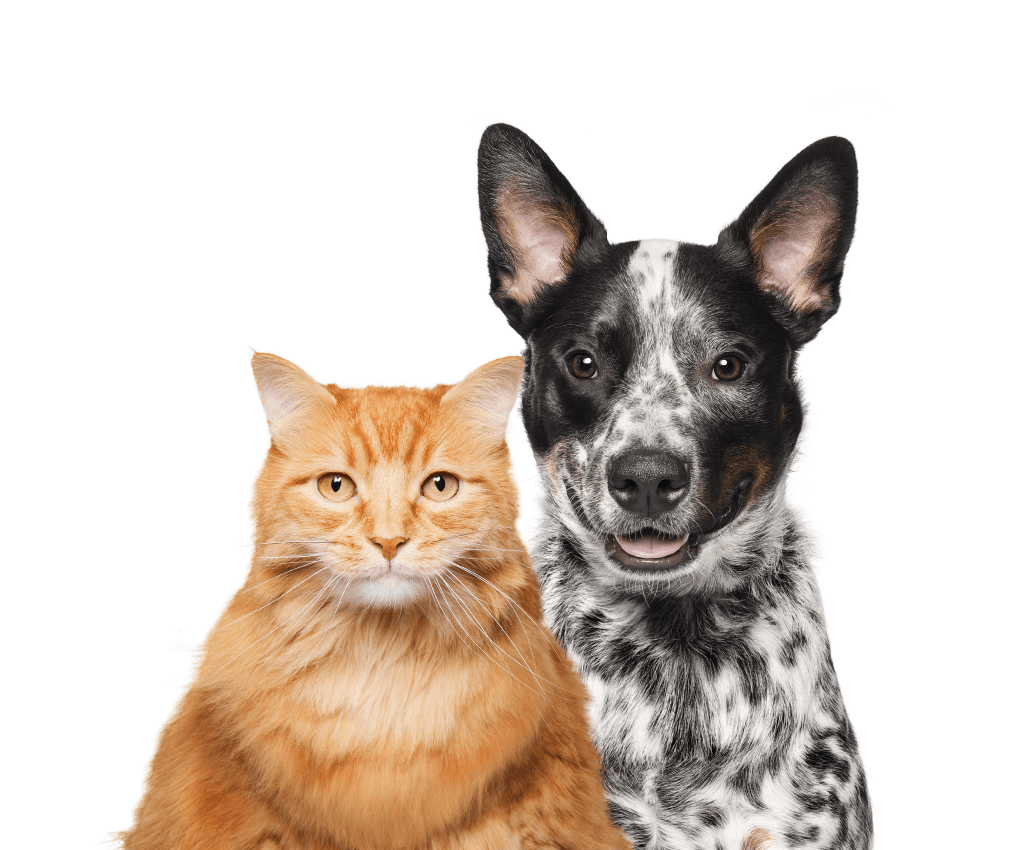 Orange and white cat with happy black and white spotted mixed breed cattle dog