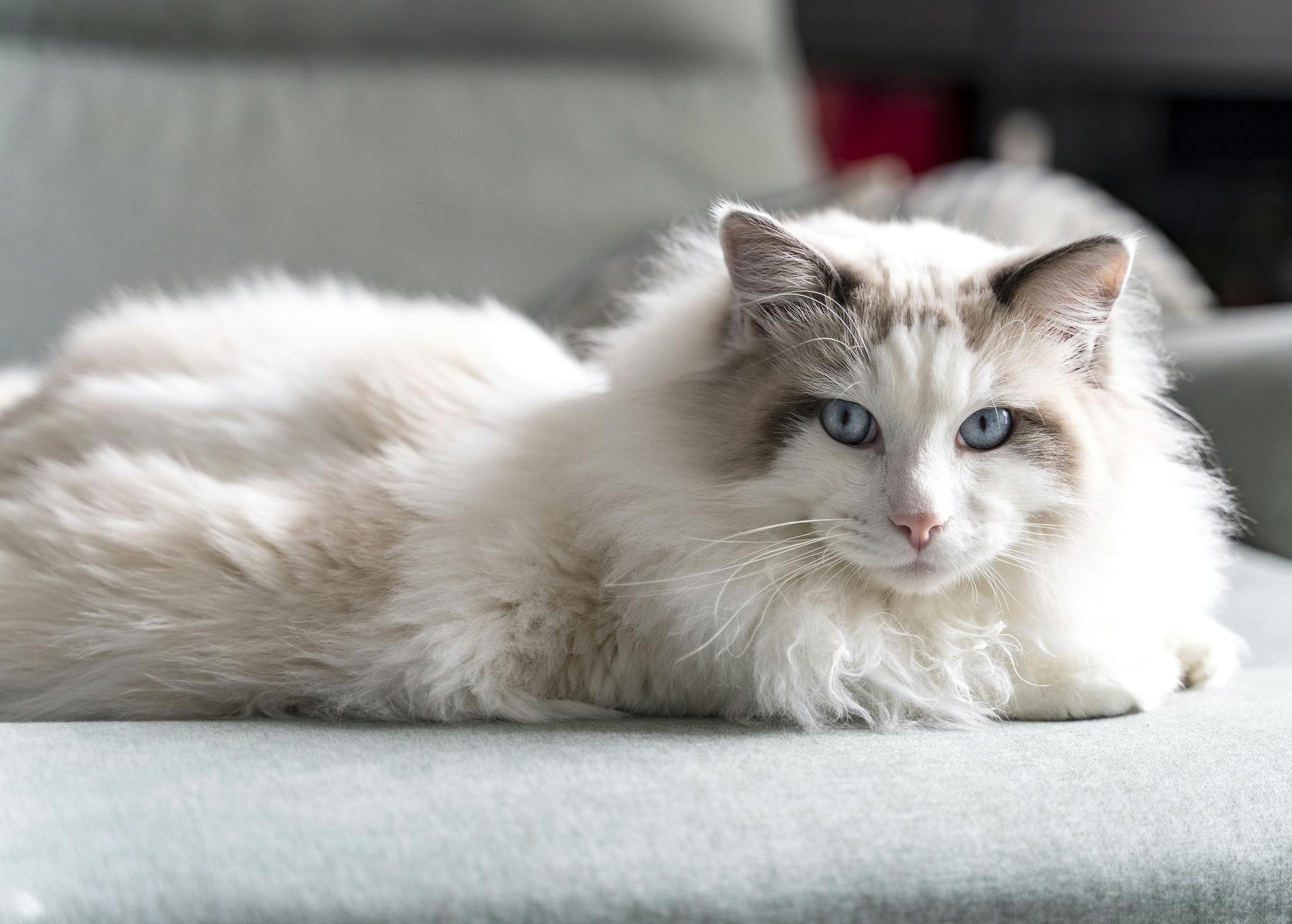 Siberian cat lying on a couch.