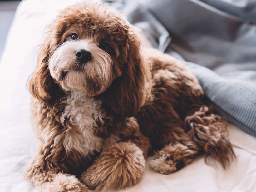 what is the number one hypoallergenic dog