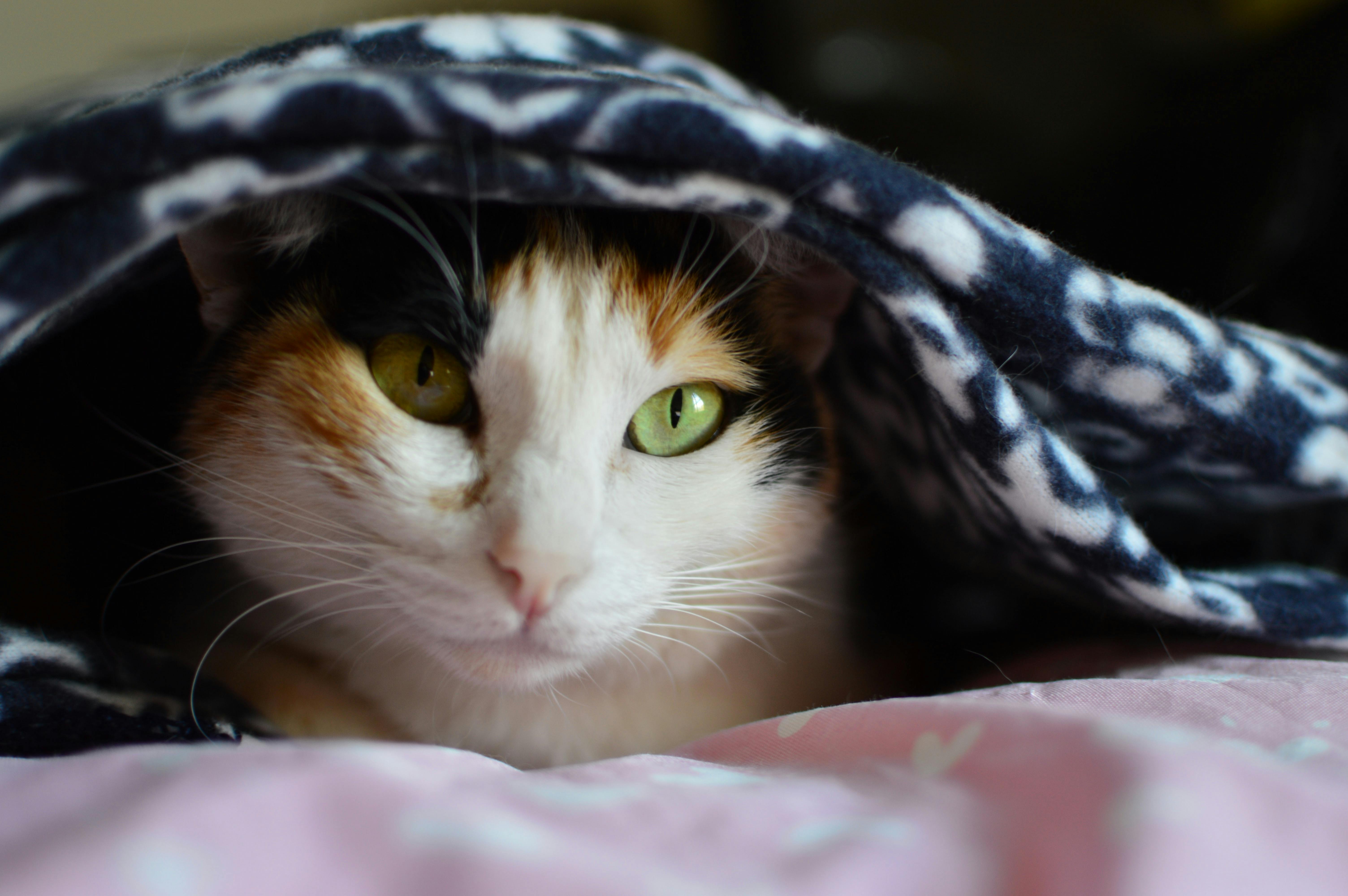 Green eyed cat laying under a blanket