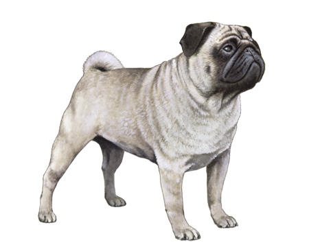 Pug dog breed