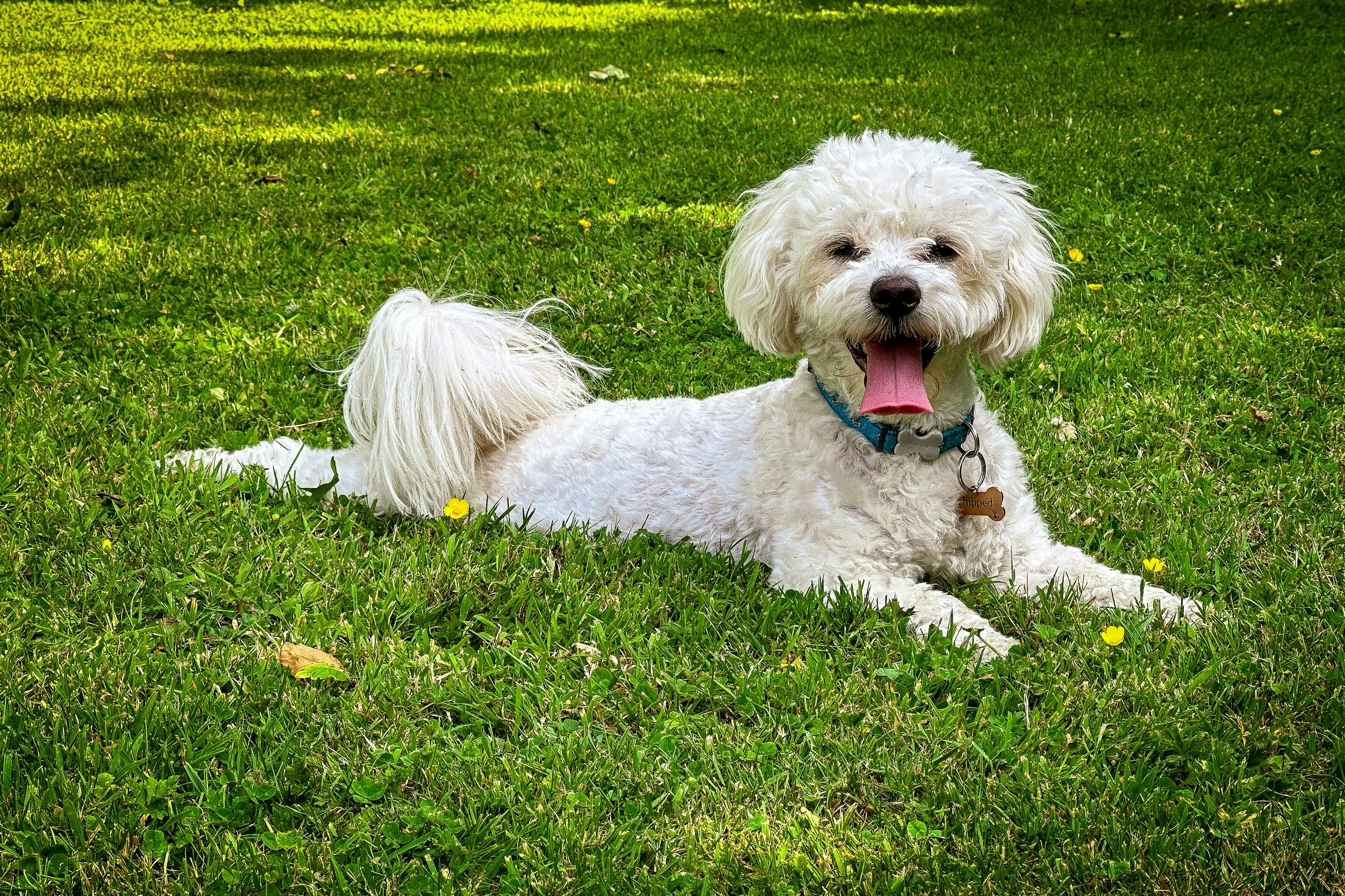 White Miniature Poodle lying in the grass smiling.