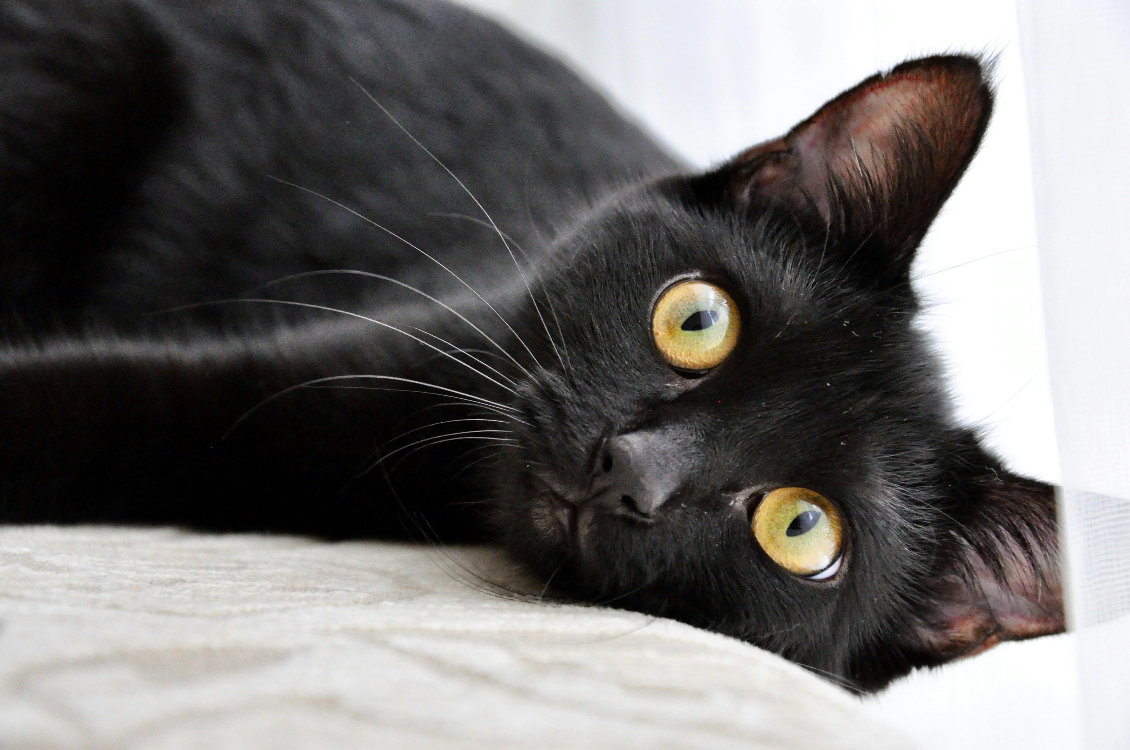 Black cat lying on the bed