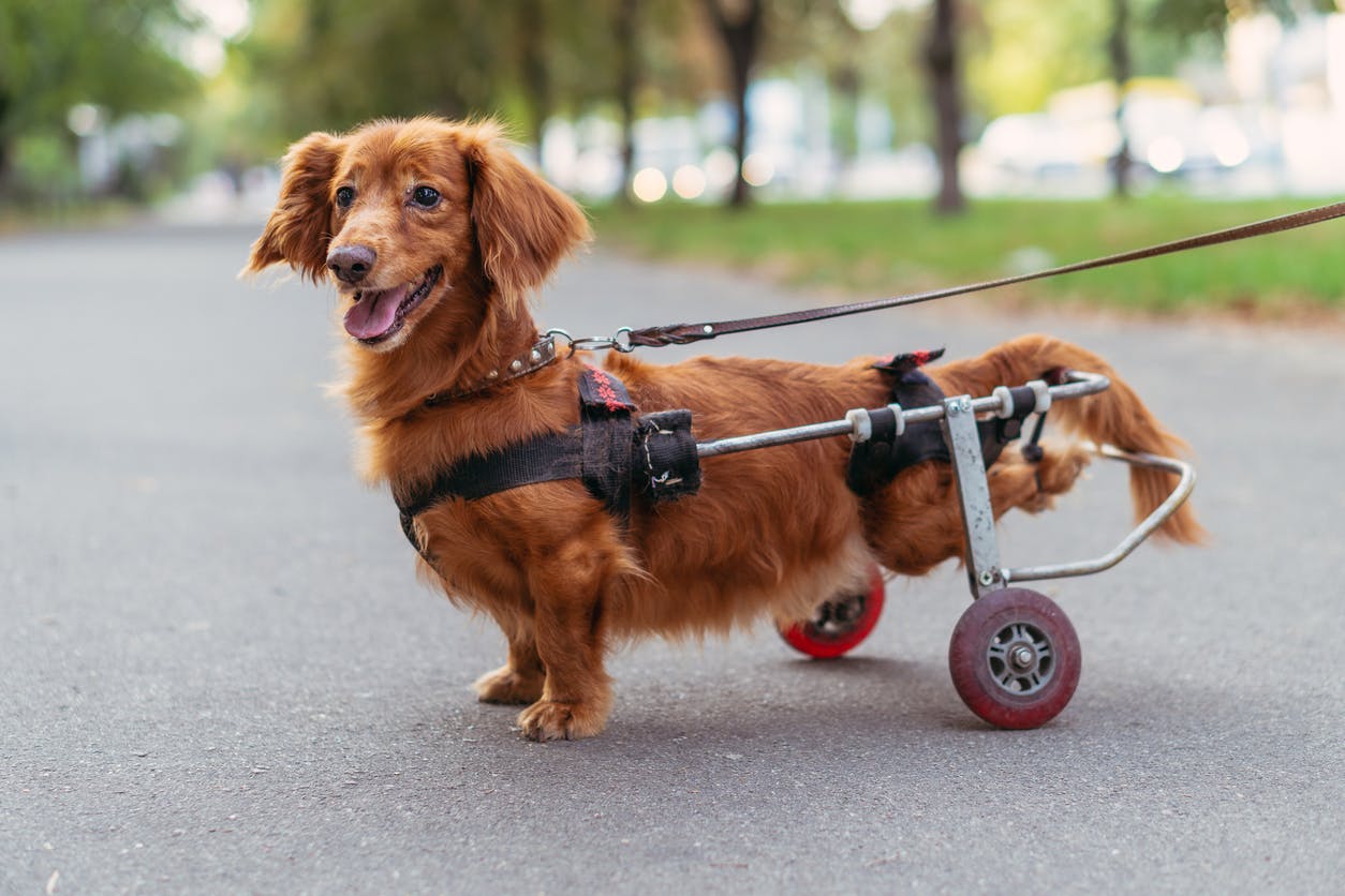 Dachshund with a wheelchair on his back legs.